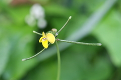 Vigna trilobata